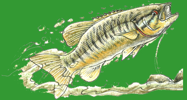 Fish Drawn by David Whitlock for Art.